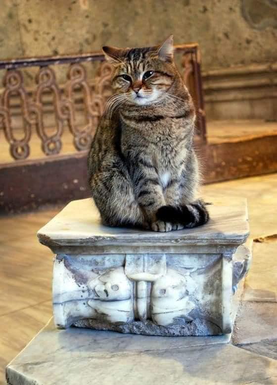 Kitty on a pedestal