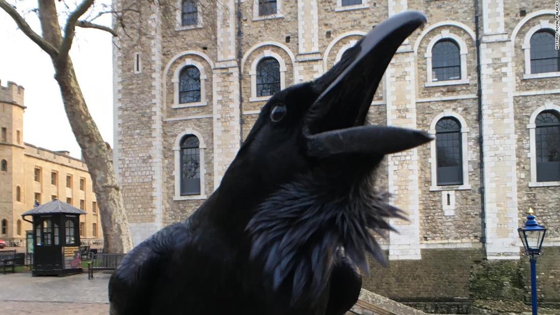 Tower of London's 'queen' raven, Merlina, missing an