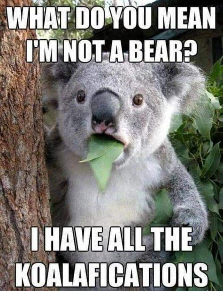 What do you mean I'm not a bear?