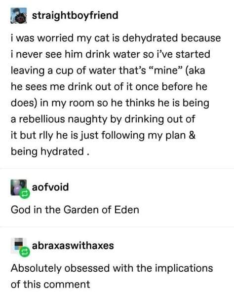 Cat water