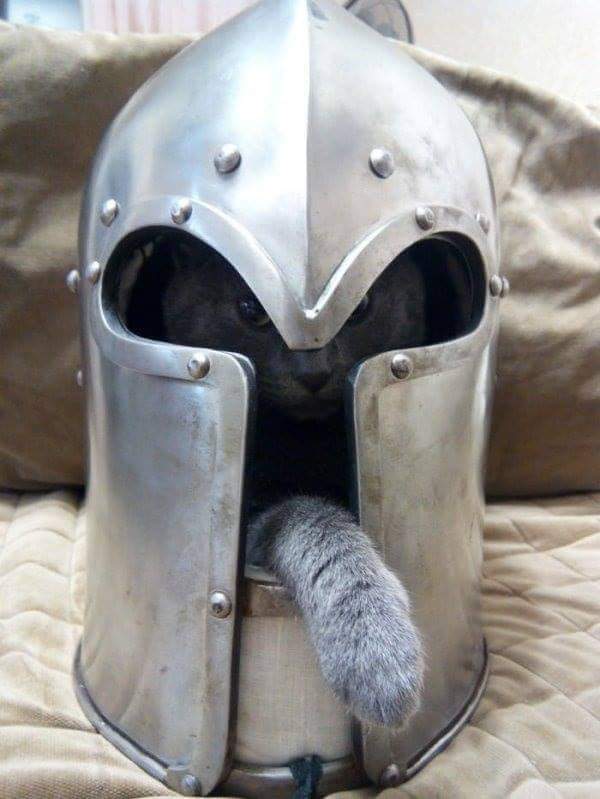 Knight Cat