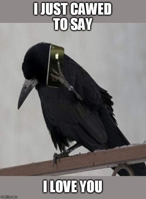 I just cawed to say I love you