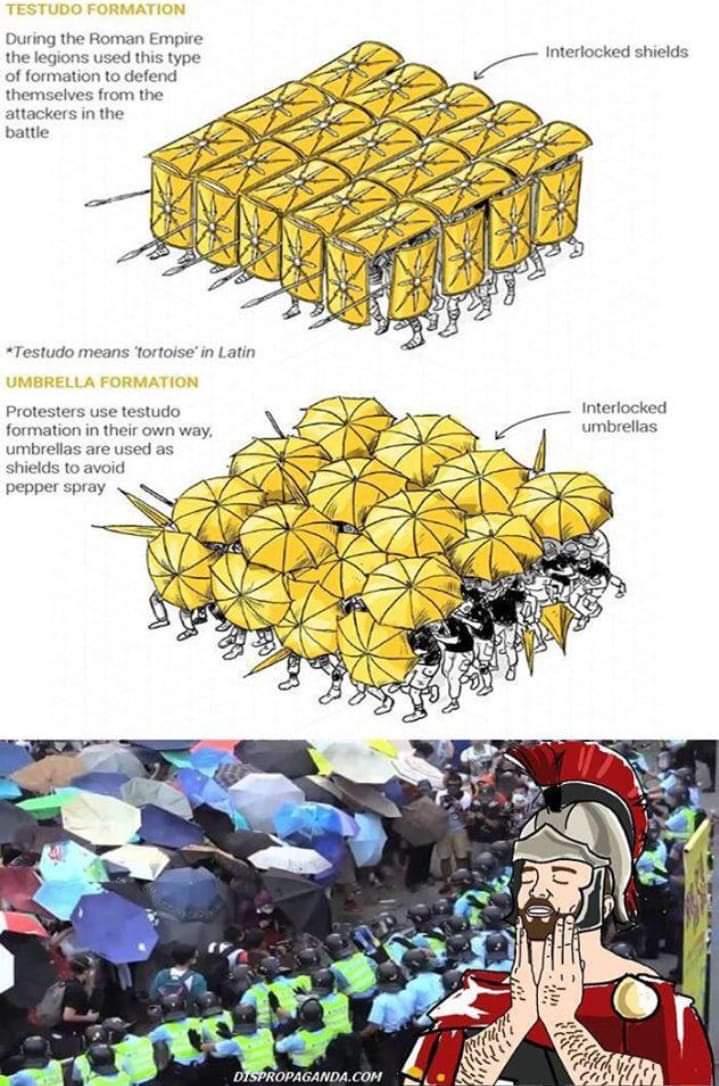 Testudo Umbrellus