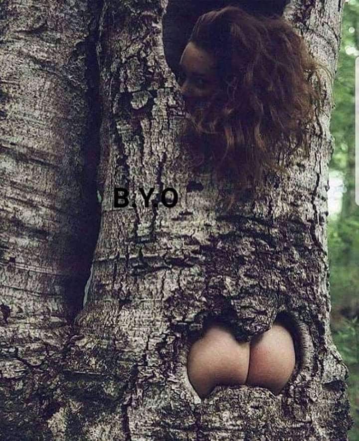 This tree has a crack in it