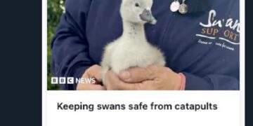 Tweet about 1350 AD headlines - Keeping swans safe from catapults