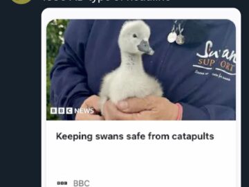Tweet about 1350 AD headlines - Keeping swans safe from catapults