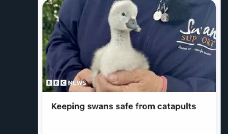 Keeping Swans Safe From Catapults — 1350 AD Headlines Hit Different