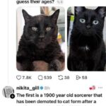 Threads post with two cats, guessing their ages