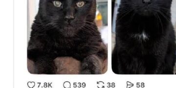 Threads post with two cats, guessing their ages