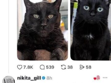 Threads post with two cats, guessing their ages