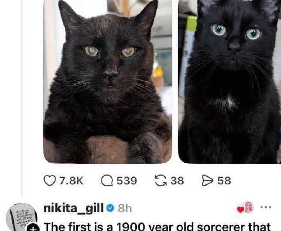Ancient Sorcerer Cat vs One Brain Cell Cat