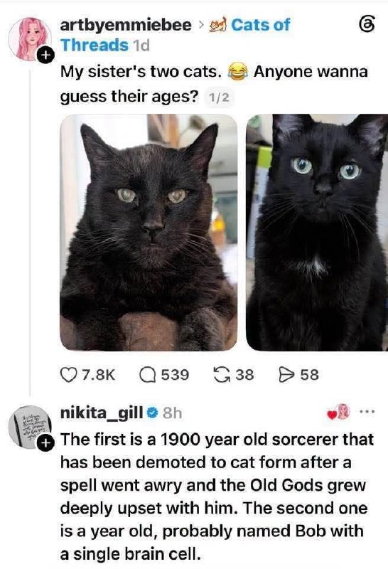 Two cats sorcerer vs bob